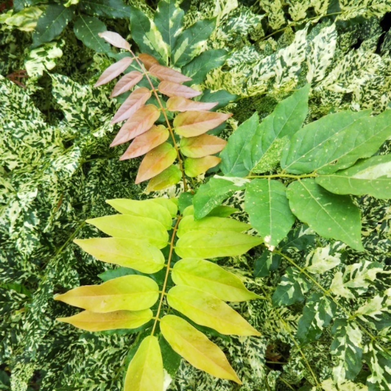 斑入り藤、お買い時です！