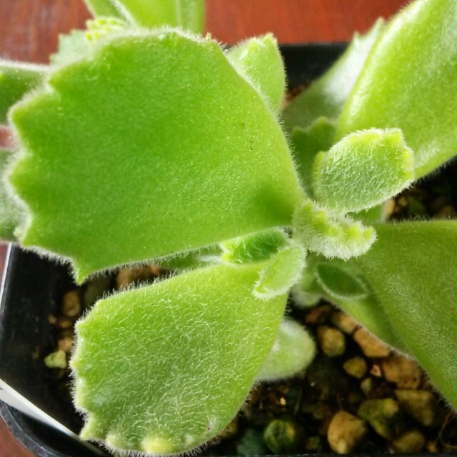 ぷにっ！とした可愛らしい多肉植物を集めませんか？