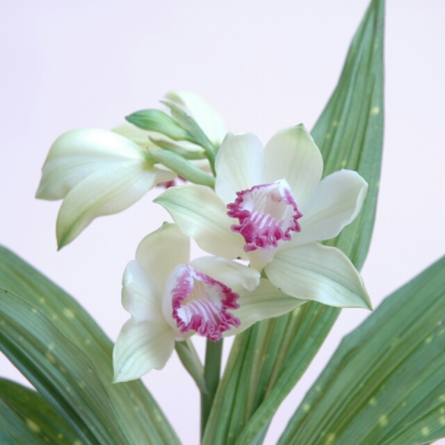 白花星ケイラン、花芽があがってます！