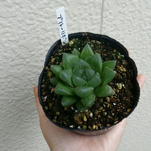 新生活。ココに、ちいさな相棒をみつけよう。碧緑の癒し系【ブルーリボン】