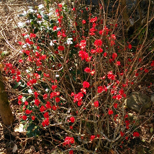 ボケ・黒潮、開花♪