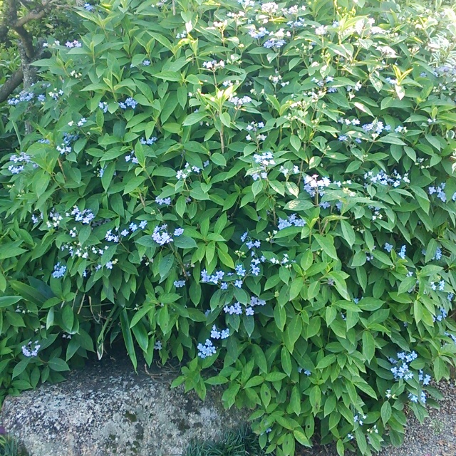 山アジサイ各種、開花♪