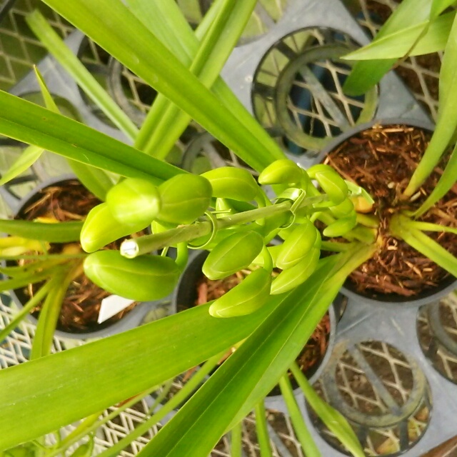 グリーンサワーフレッシュ、開花中♪