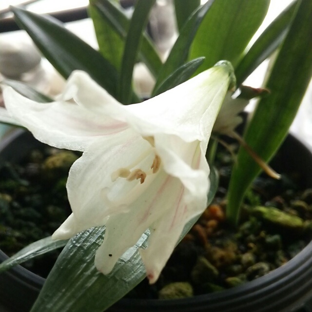 姫アマリリス、開花♪