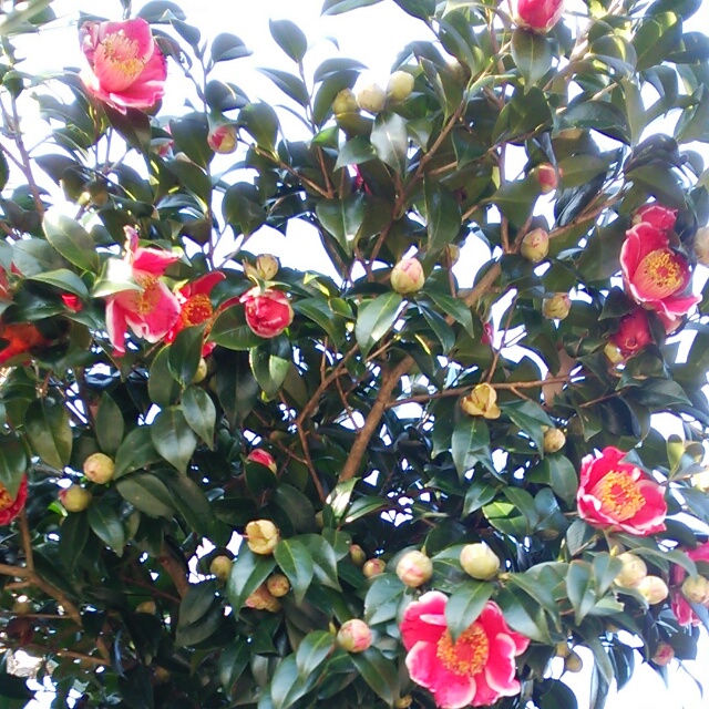 肥後の浦椿、開花中♪