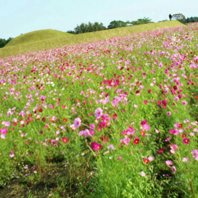５、６日は古墳まつり！西都原のコスモスが満開♪