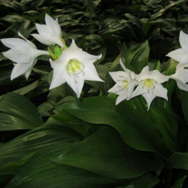 アマゾンリリーの開花状況＆育て方をお答えします！