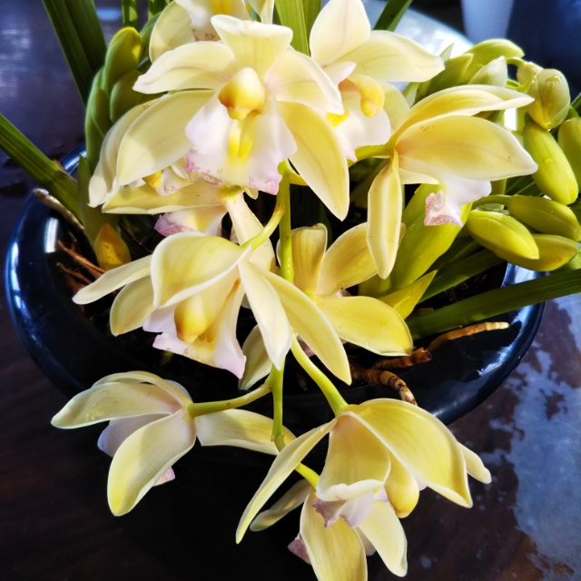 下垂性のお花『サラジーン・ピーチ』のかわいさをまるごとギュっとしてみる♡