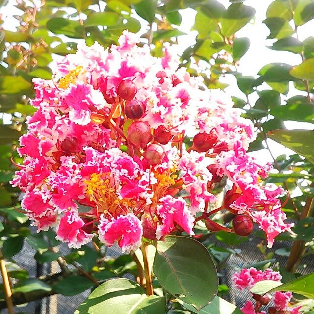サルスベリ・アスカ、開花中♪