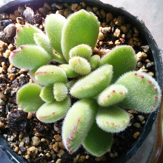 多肉植物各種、お買い時です♪