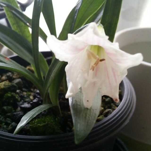 姫アマリリス、開花中♪