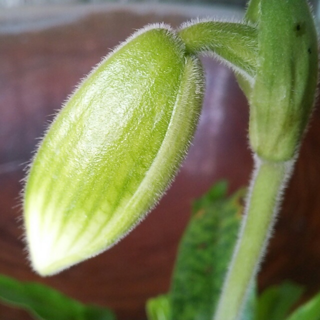 パフィオ、開花中♪
