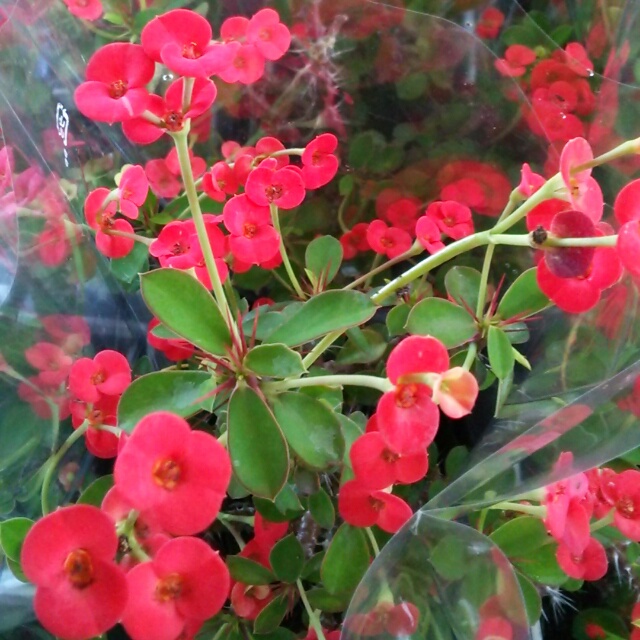 姫キリン各種、開花中♪