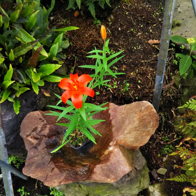 ヒメユリ、開花♪