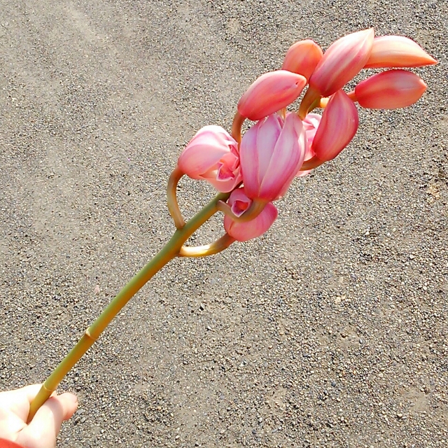 リトルタンゴ、開花中♪
