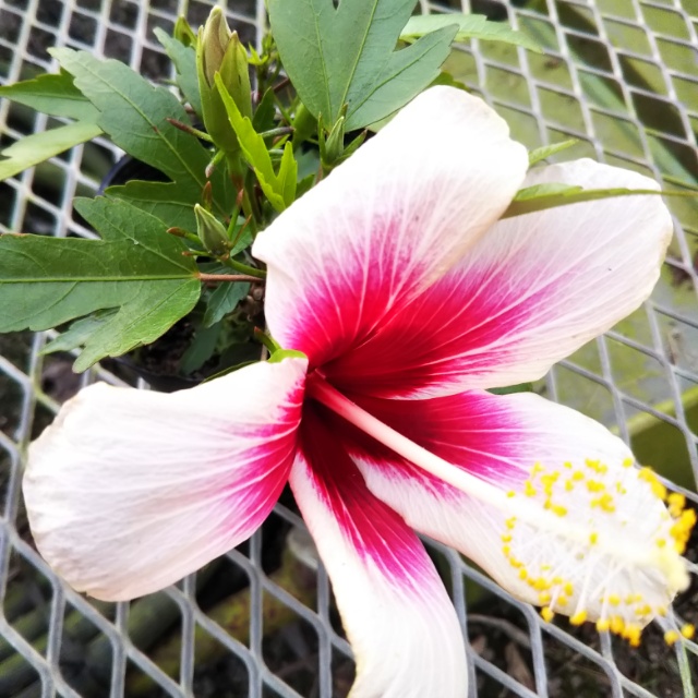 ハイビスカス各種、開花中♪