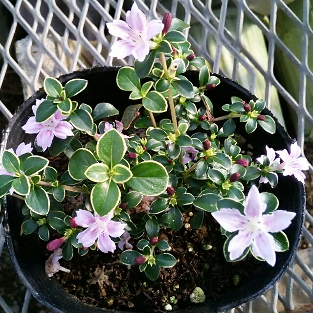 斑入り紅花白鳥木、開花中♪