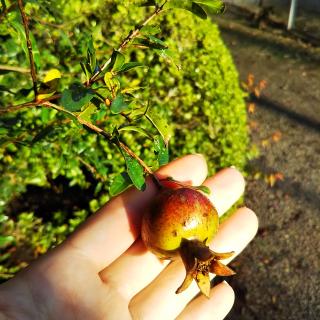 姫ザクロ、実が成ってます！