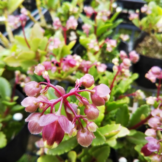 カランコエ各種、開花中♪