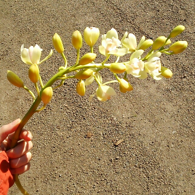 スノーリッチ、開花中♪