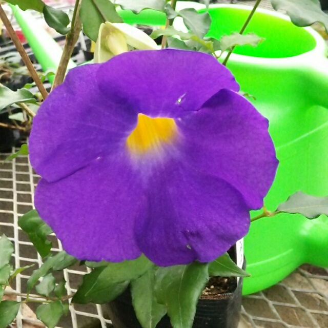 ツンベルギア各種、開花中♪