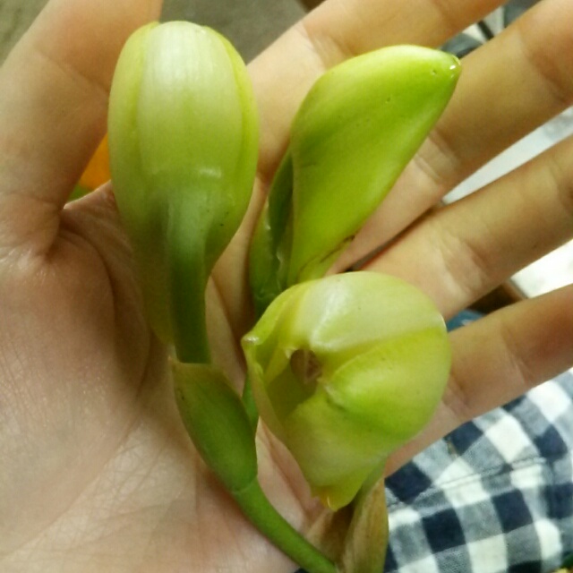 ビフレナリア、花芽があがっています！