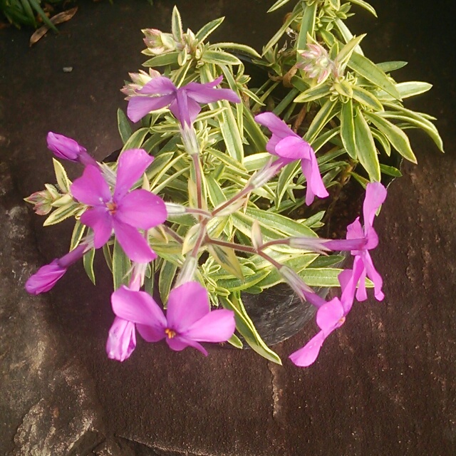 斑入り芝桜、開花♪