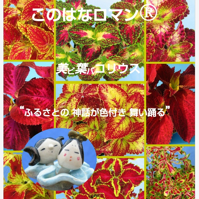 カメレオンのように変化する？爽やかなグリーンのコリウスは夏にオススメ♪