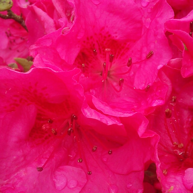堀内寒咲きツツジ、開花♪