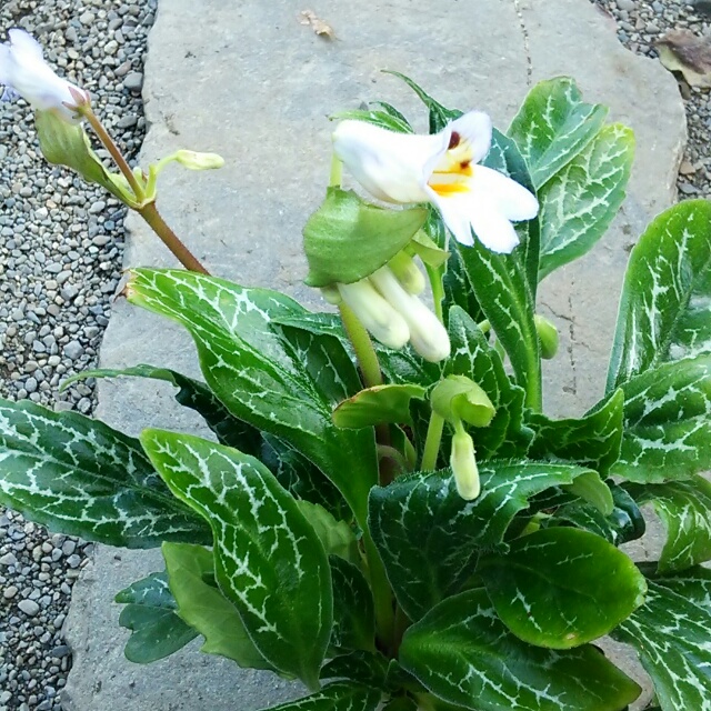 お花で楽しむ四季の移り行き。秋にしっとりとさく段咲きイワギリソウ。