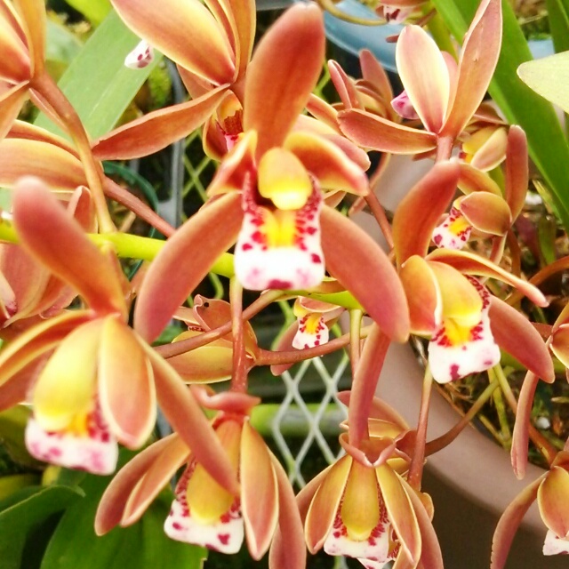 キンリョウヘン、開花♪
