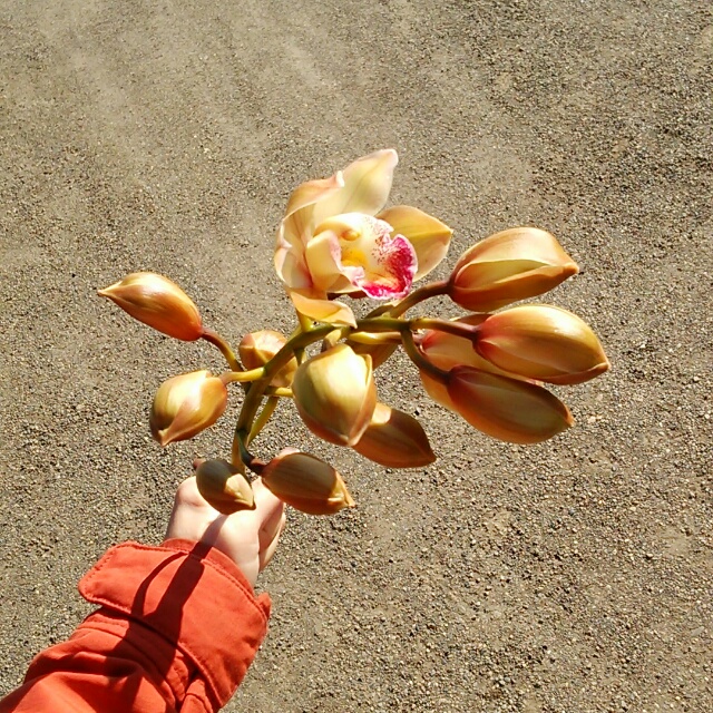 ガーデンミュージック、開花中♪