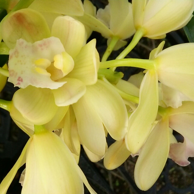 アイスキャスケード、花芽が上がってます！