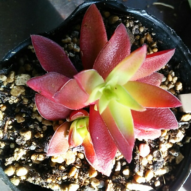 紅葉見に行く？紅葉ウチで見る！ちまっとカワイイ【紅葉まつり】