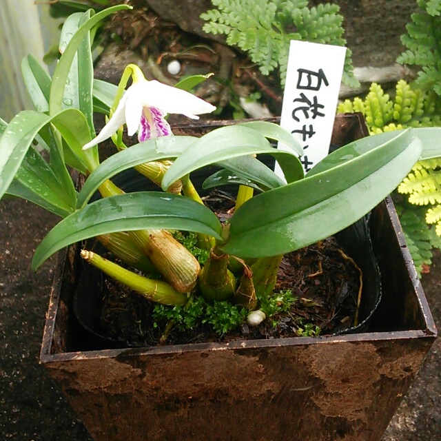 シルコッキー、開花中♪