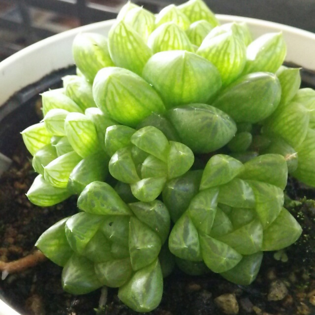 ハオルチア各種、お買い時です！