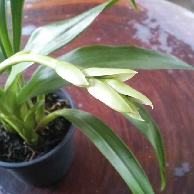 ジゴペタラム、開花中♪