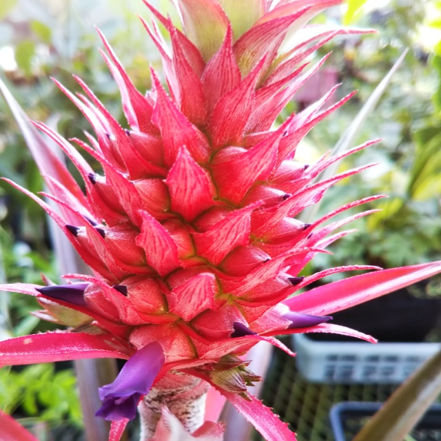 花パイン・ピンク、開花♪