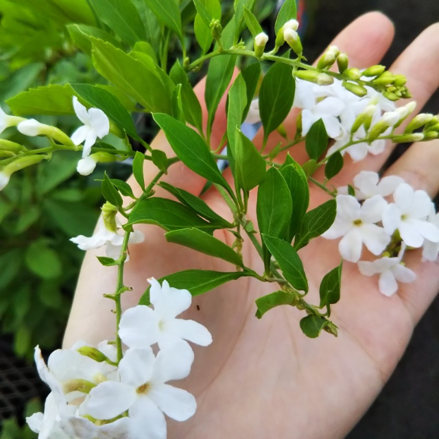 デュランタ各種、開花中♪