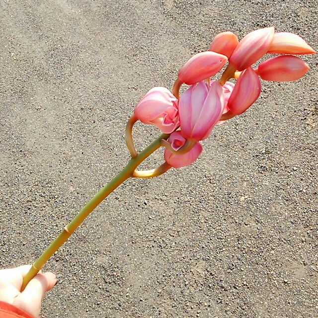 リトルタンゴ、開花中♪