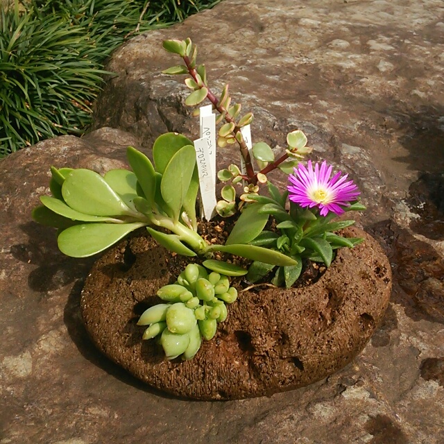 寄せ植え、承っております！