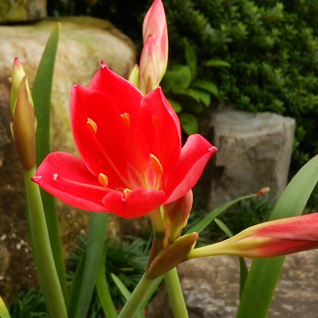  あなたの花欲を満たす？！ワインレッドに輝く球根が魅力の【バロータ】