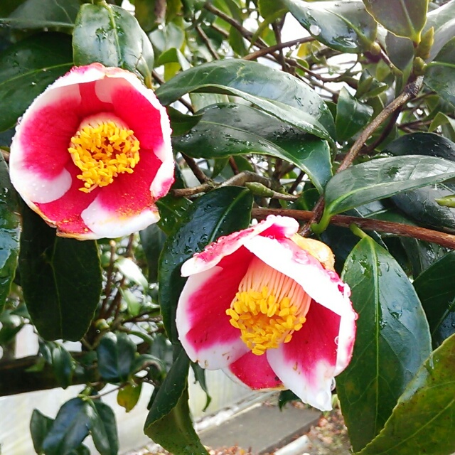 玉の浦ツバキ、開花中♪