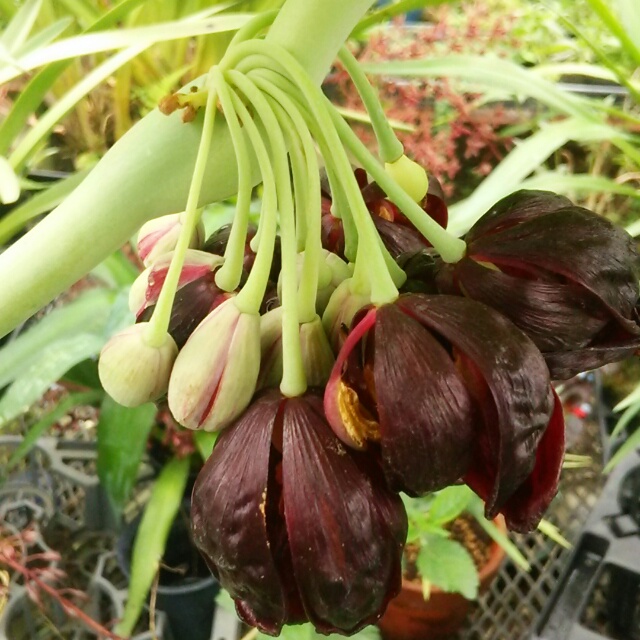ハッカクレン、開花♪