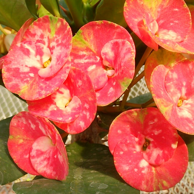 花キリン各種、開花中♪