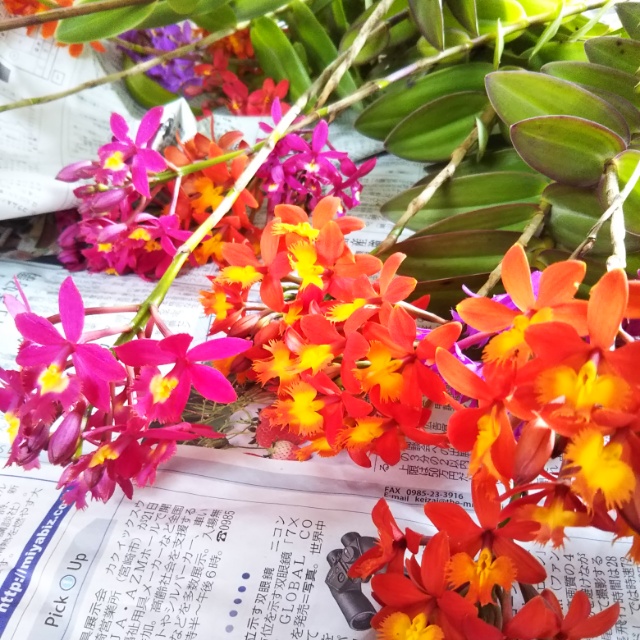 エピデンドラムMIXの花束、お買い時です！