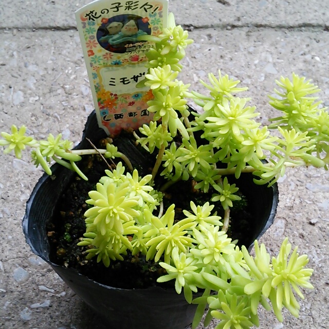 ミモザ色に心踊る♡屋外でカーペットを作れる夢のような多肉植物【セダム・ミモザ】