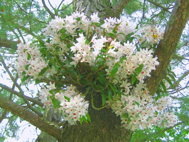 初霜の降りる頃から咲く。デンドロビューム初霜の花を楽しみませんか？