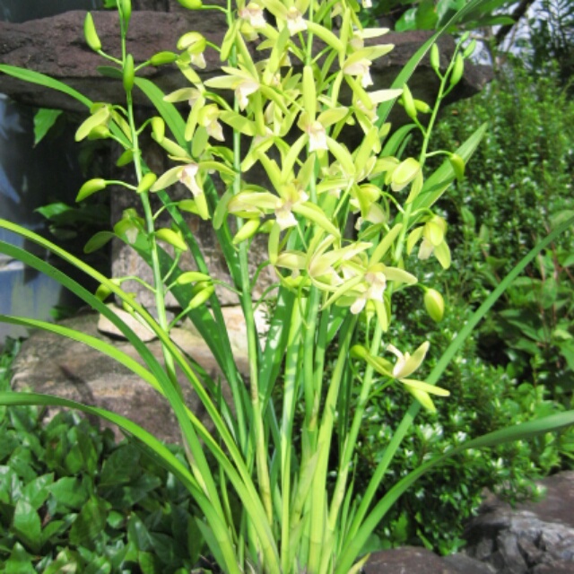和心蘭、開花♪