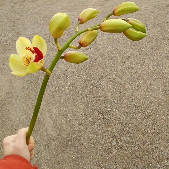 パームライン、開花中♪